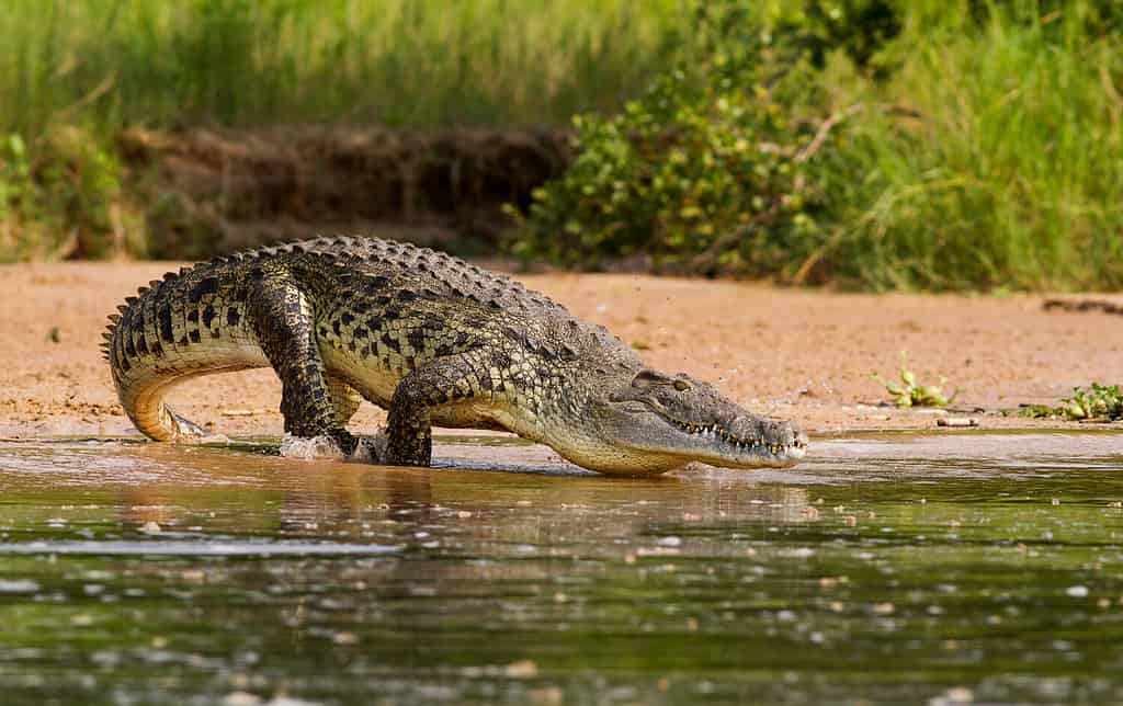 This Crocodile Looks So Small Next To This Massive Hippo