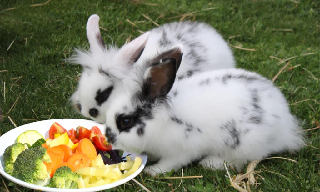 Yes, Rabbits Can Eat Cauliflower! But Follow These 5 Tips