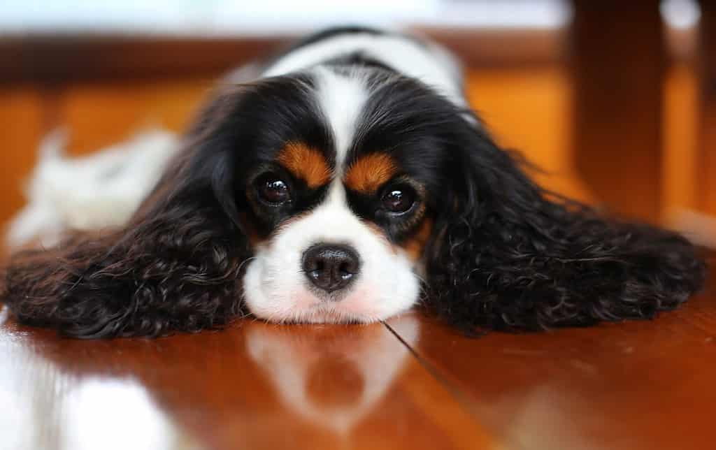 Cavalier King Charles Spaniel Grooming Guide: How to Properly Groom a CKCS