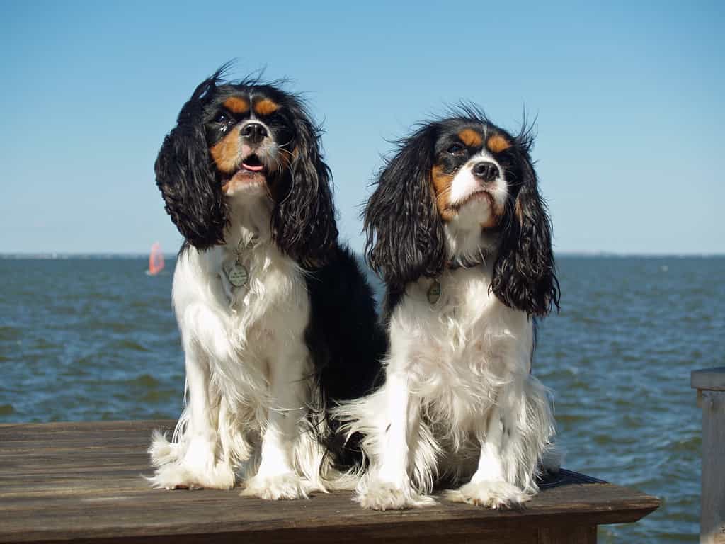 Cavalier King Charles Spaniel Grooming Guide: How to Properly Groom a CKCS