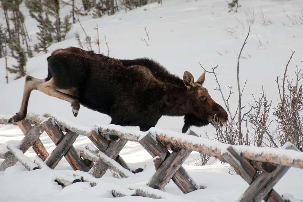 What Do Moose Eat In The Winter? 5 Common Foods