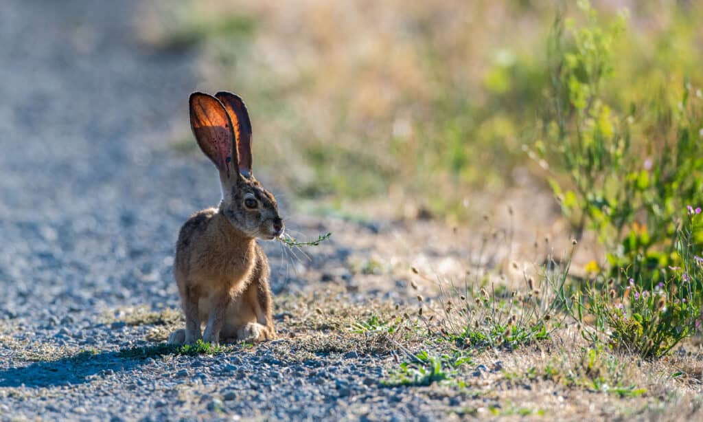 Wild Rabbits in Florida: Types and Where You're Likely to Find Them