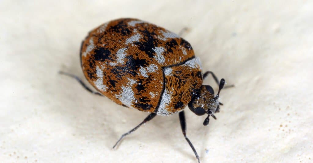 Does Baking Soda Kill Carpet Beetles? 5 Important Things to Know Before Using It