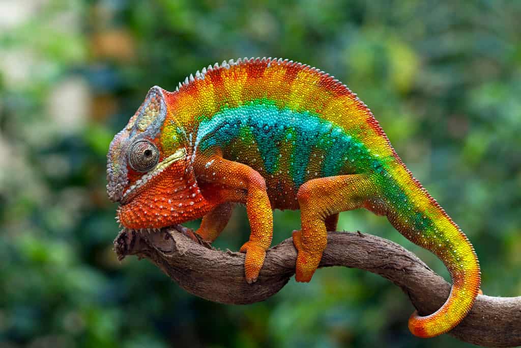 10 Cheapest Chameleons To Keep as Pets