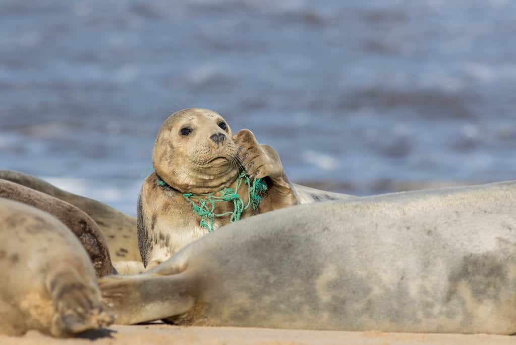 Man Runs Into a Group of Seals To Save One From Certain Death