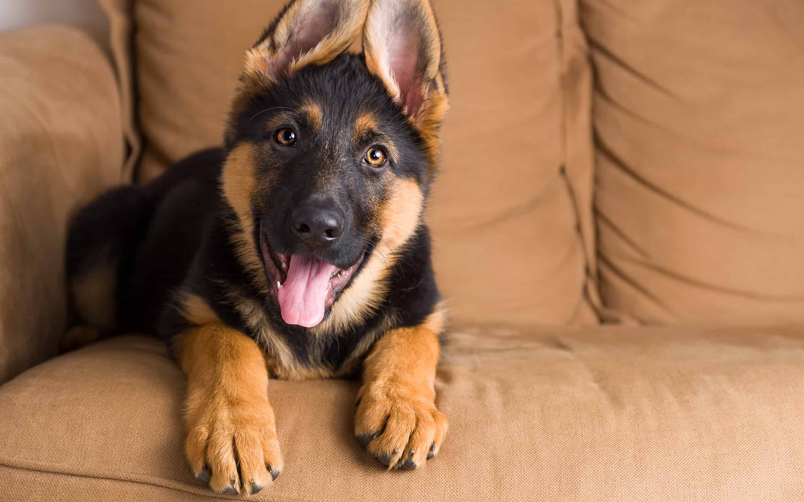 The 25 Most Popular Dogs in America in 2024