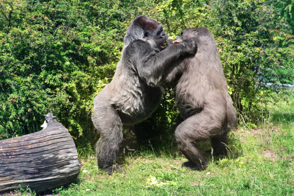 Male vs Female Gorillas: 9 Key Differences