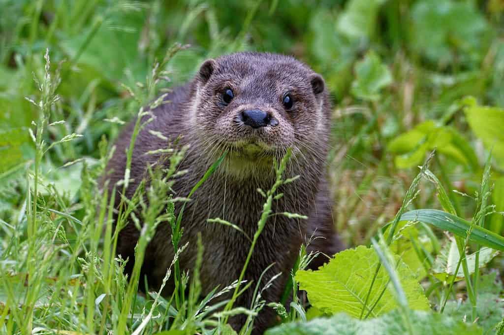 The World's Kindest Otter Helps a Janitor Clean Up