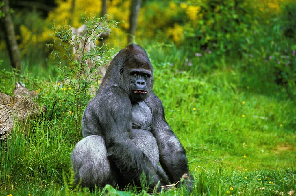 Male vs Female Gorillas: 9 Key Differences