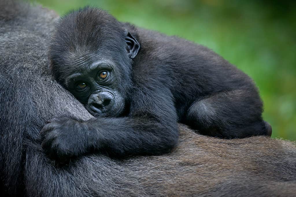 Male vs Female Gorillas: 9 Key Differences