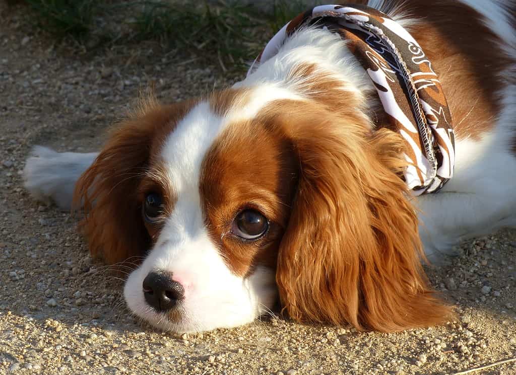 Cavalier King Charles Spaniel Grooming Guide: How to Properly Groom a CKCS