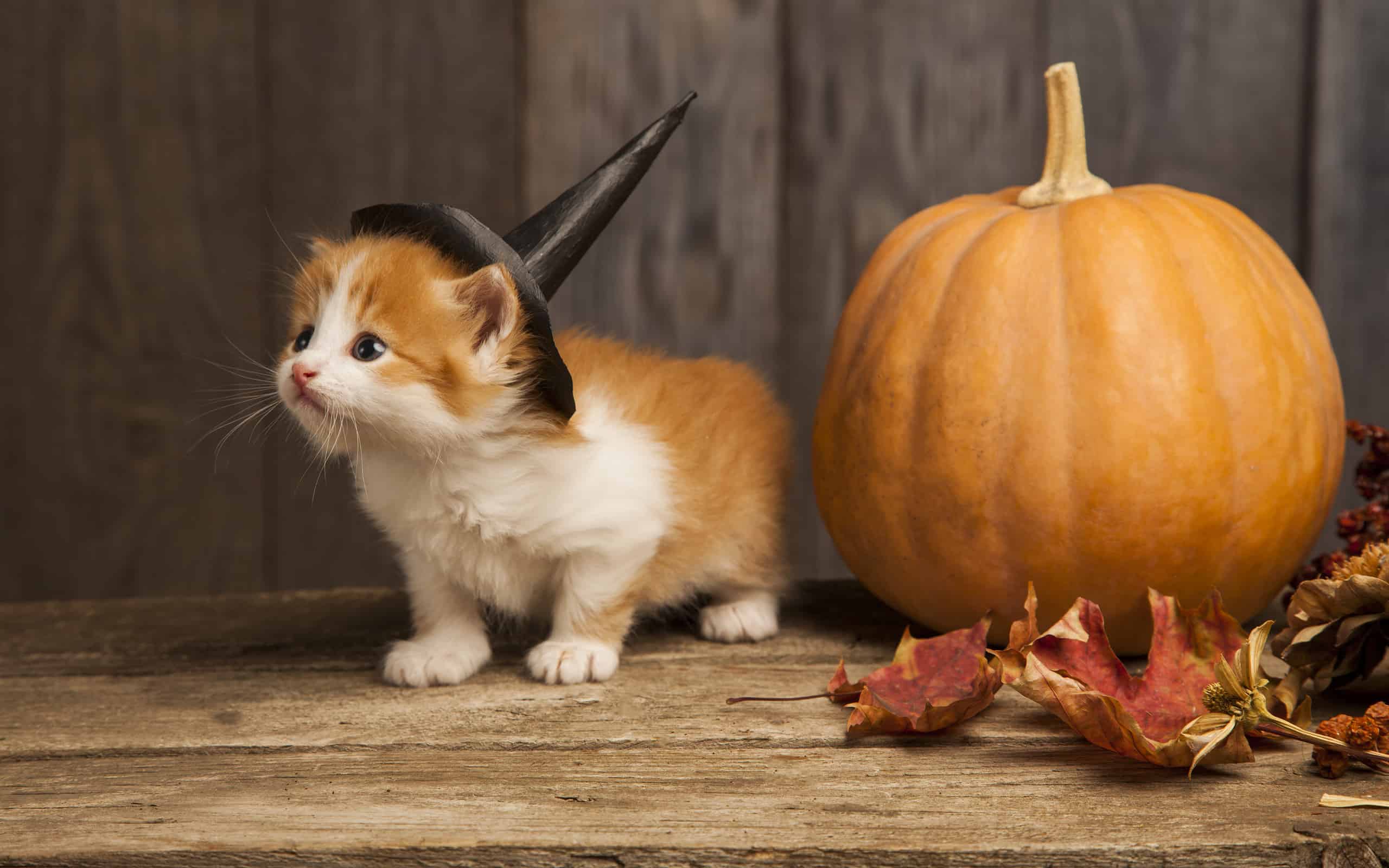 22 Countries that Celebrate Halloween in 2024