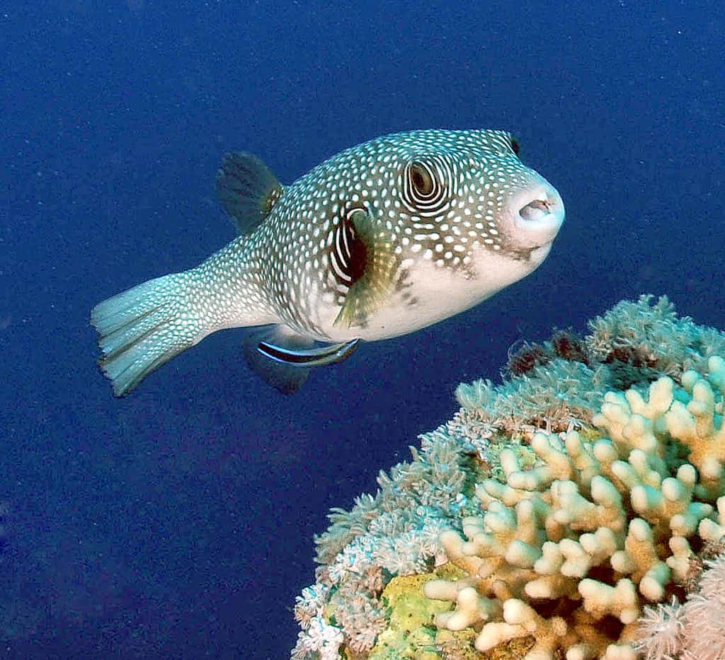 Pufferfish Prices in 2024: Purchase Cost by Type, Supplies, Food, and More!