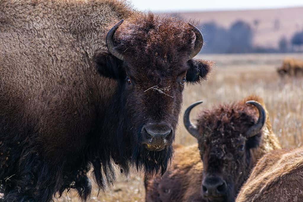 7 Things Yellowstone Is Known For and People Love and Hate About It