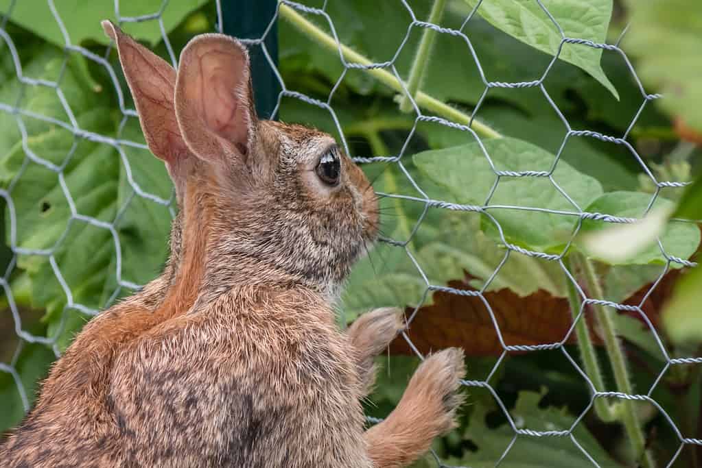 Yes, Rabbits Can Eat Cauliflower! But Follow These 5 Tips