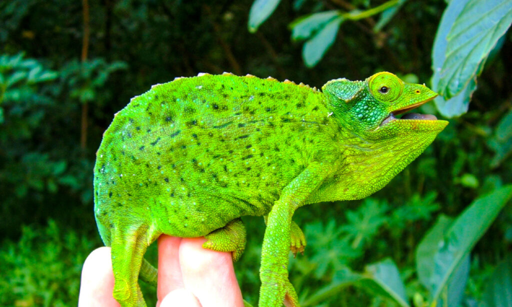 10 Cheapest Chameleons To Keep as Pets