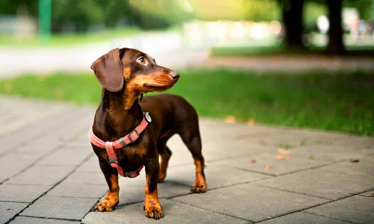 The 25 Most Popular Dogs in America in 2024