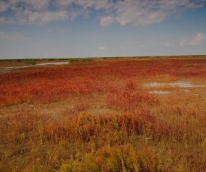 Why Is the Red Beach in China So Red?