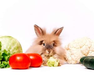 Yes, Rabbits Can Eat Cauliflower! But Follow These 5 Tips