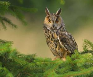 8 Types of Owls in Maryland (From Rarest to Most Common)