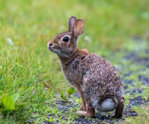 Wild Rabbits in Florida: Types and Where You're Likely to Find Them