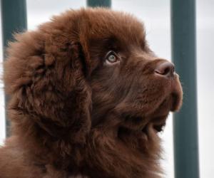 Newfoundland Puppies: Pictures, Adoption Tips, and More!