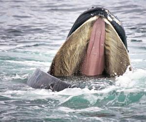 This Humpback Whale Can Swallow a Thousand Anchovies in One Gulp