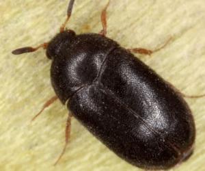 Does Baking Soda Kill Carpet Beetles? 5 Important Things to Know Before Using It