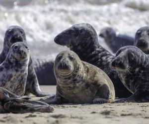 Man Runs Into a Group of Seals To Save One From Certain Death