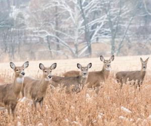 A Herd of Deer Invade This Man's Garage Looking for Food