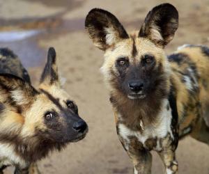 This Pack of African Wild Dogs Are So Hungry They Go After a Vulture