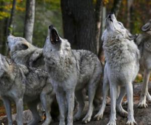 How Do Wolves Communicate?