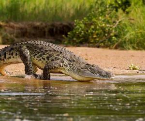 This Crocodile Looks So Small Next To This Massive Hippo