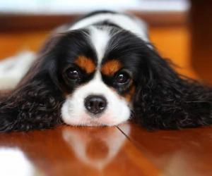 Cavalier King Charles Spaniel Grooming Guide: How to Properly Groom a CKCS