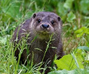 The World's Kindest Otter Helps a Janitor Clean Up