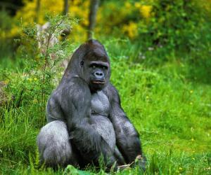 Male vs Female Gorillas: 9 Key Differences