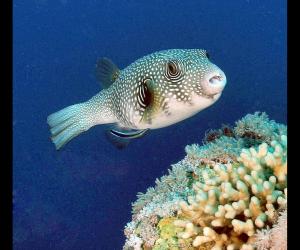 Pufferfish Prices in 2024: Purchase Cost by Type, Supplies, Food, and More!