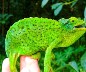 10 Cheapest Chameleons To Keep as Pets