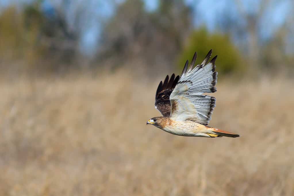 Red-Tailed Hawk vs. Red-Shouldered Hawk: What's the Difference?