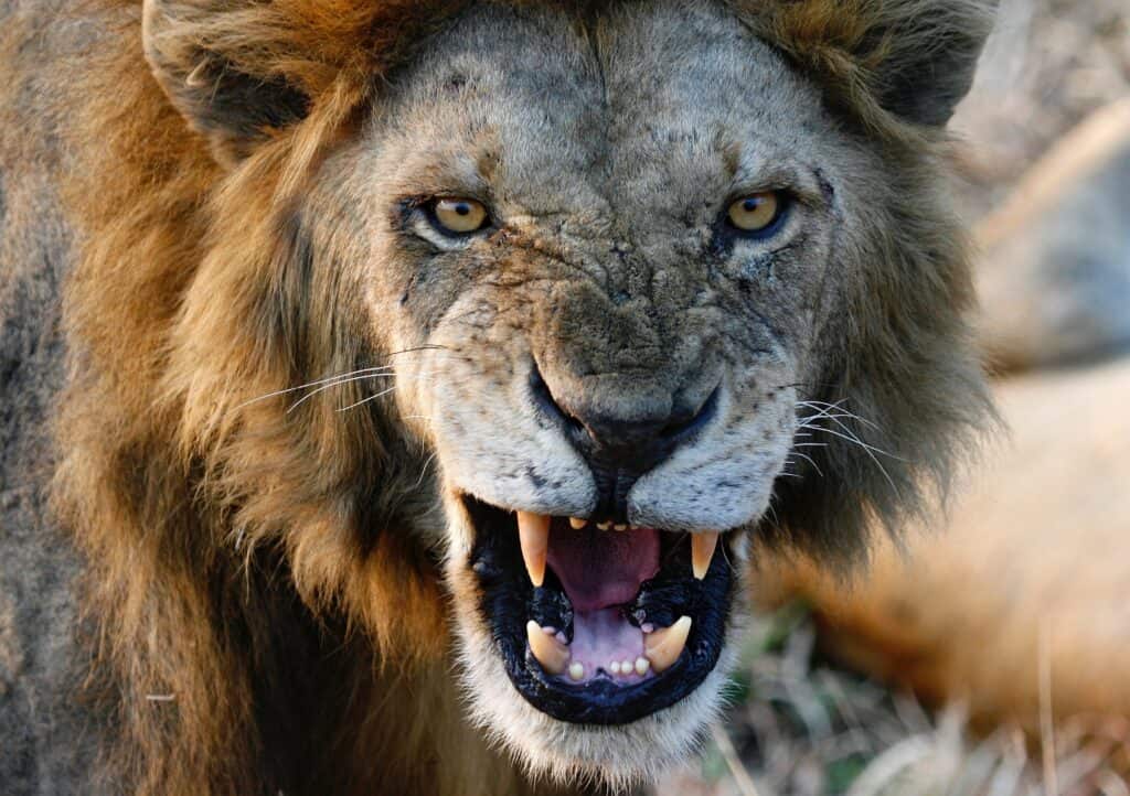 This Lion Gets Angry For Getting Hit in the Head With Dinner