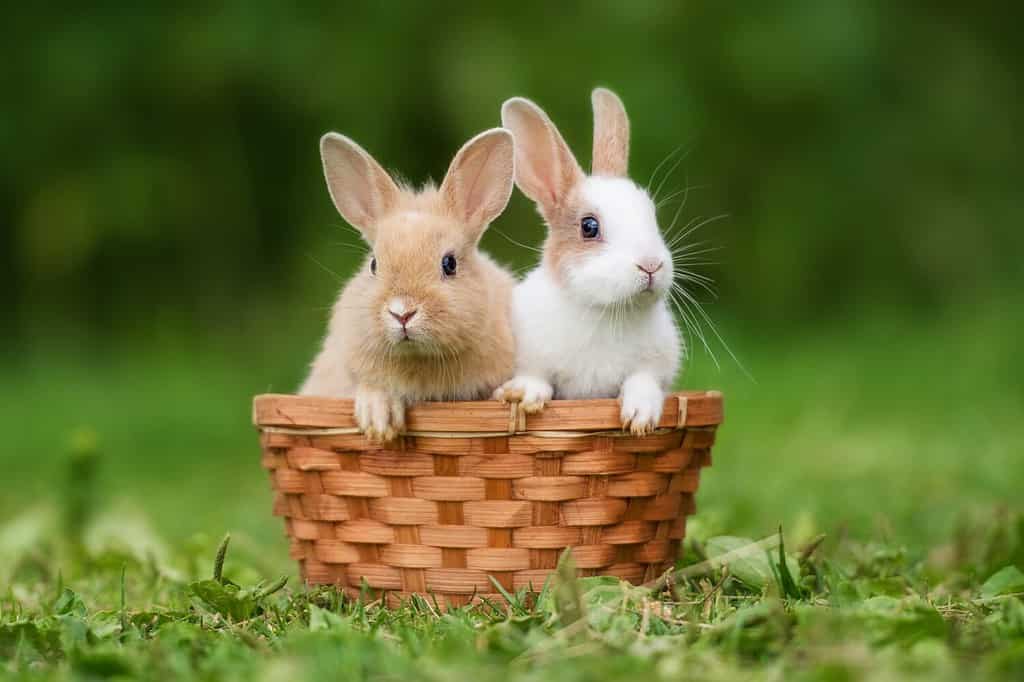 All About Okunoshima: The Rabbit Island of Japan