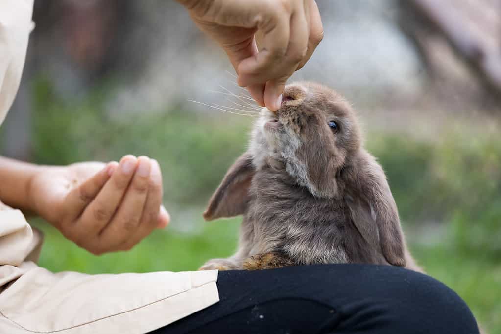 All About Okunoshima: The Rabbit Island of Japan