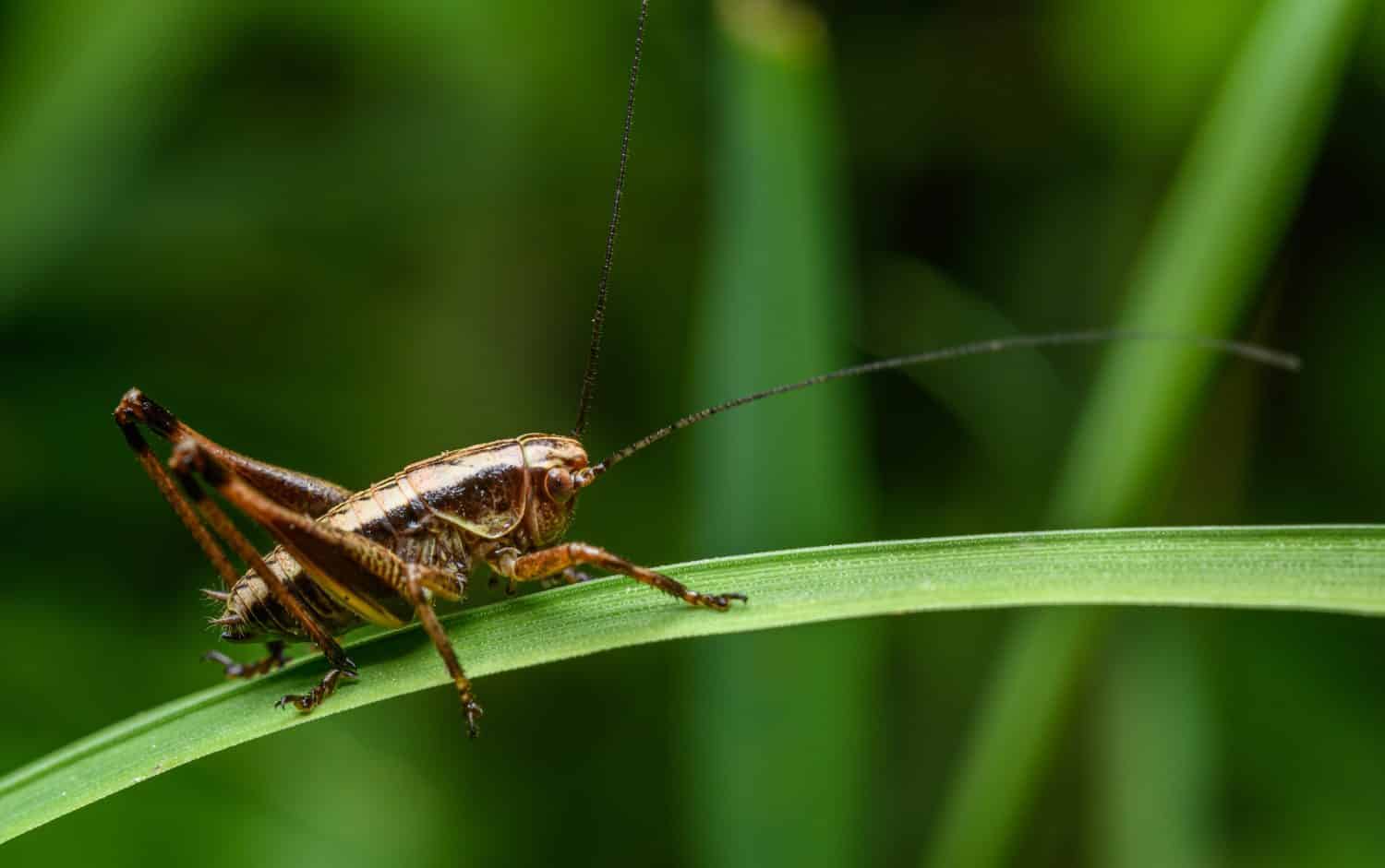 Cricket Poop: Everything You've Ever Wanted to Know