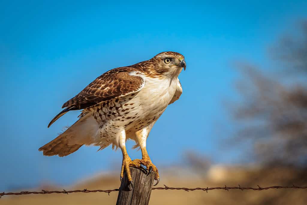 Red-Tailed Hawk vs. Red-Shouldered Hawk: What's the Difference?