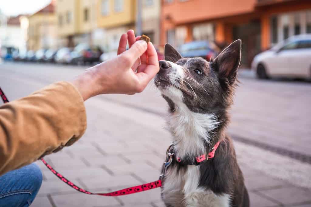 The Best and Easiest Homemade Liver Dog Treat Recipes