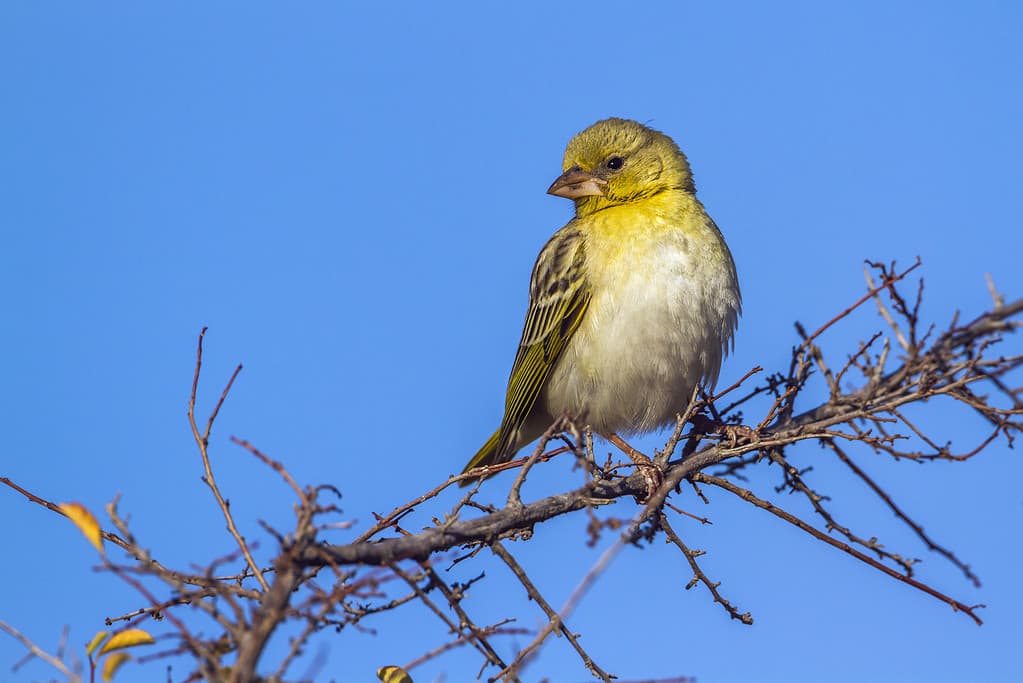 Meet the 9 Finches That Call Florida Home (and How to Properly ID Each!)