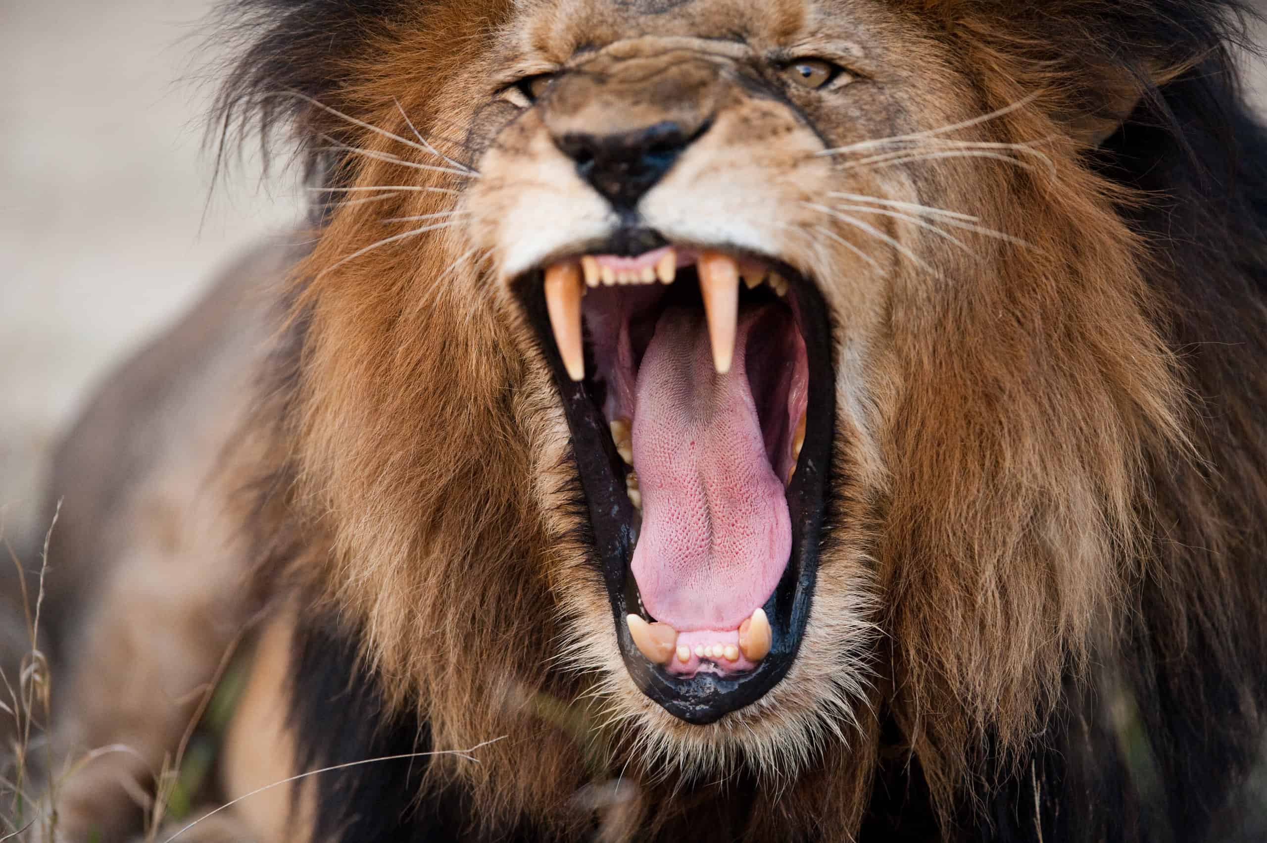 This Lion Gets Angry For Getting Hit in the Head With Dinner