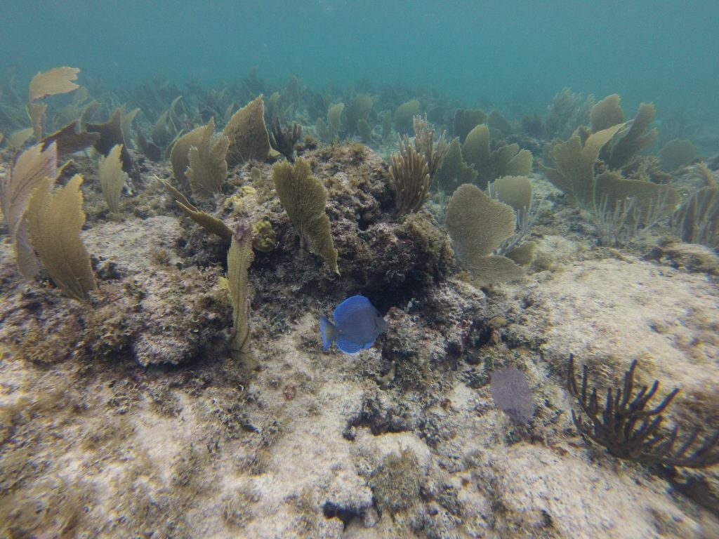 10 Beaches with the Clearest Water in Puerto Rico