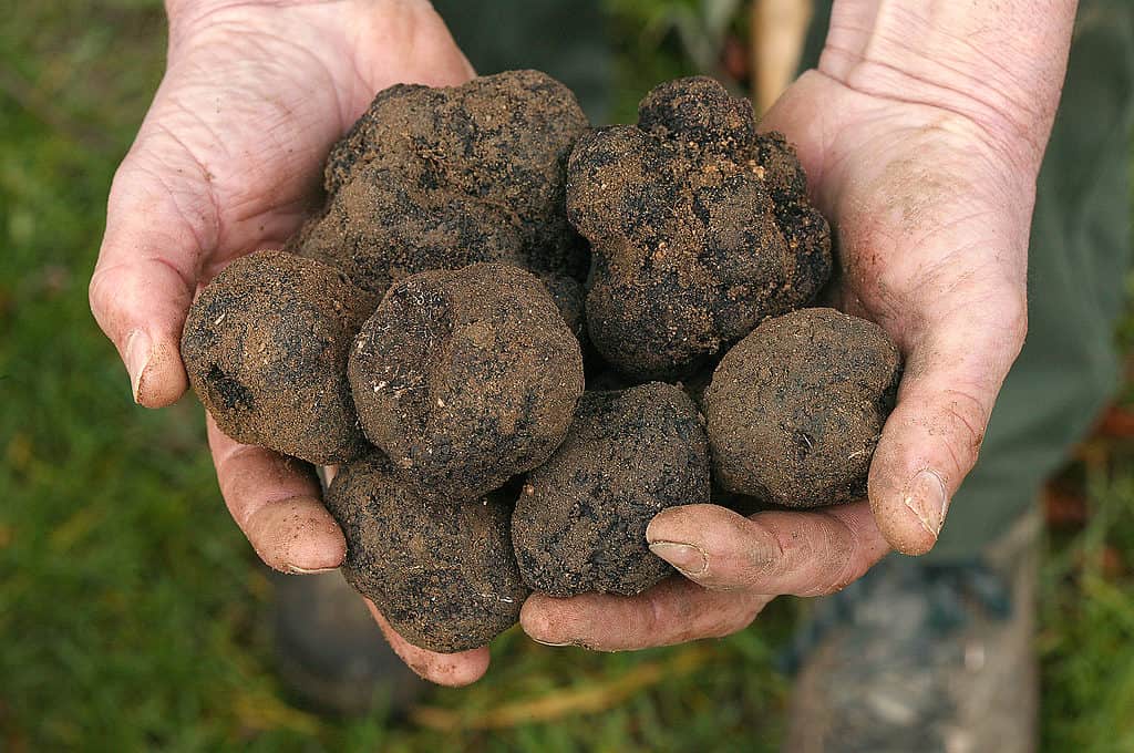 Truffle Prices in 2024: What to Expect When Buying