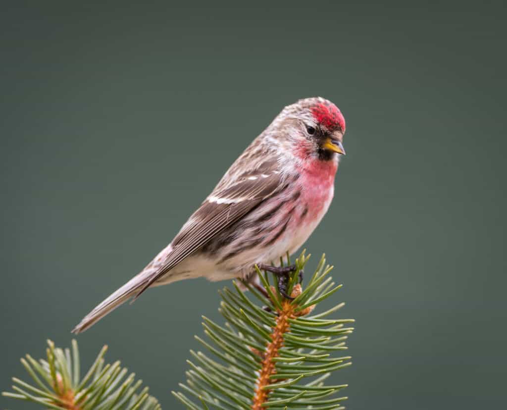 Meet the 9 Finches That Call Florida Home (and How to Properly ID Each!)